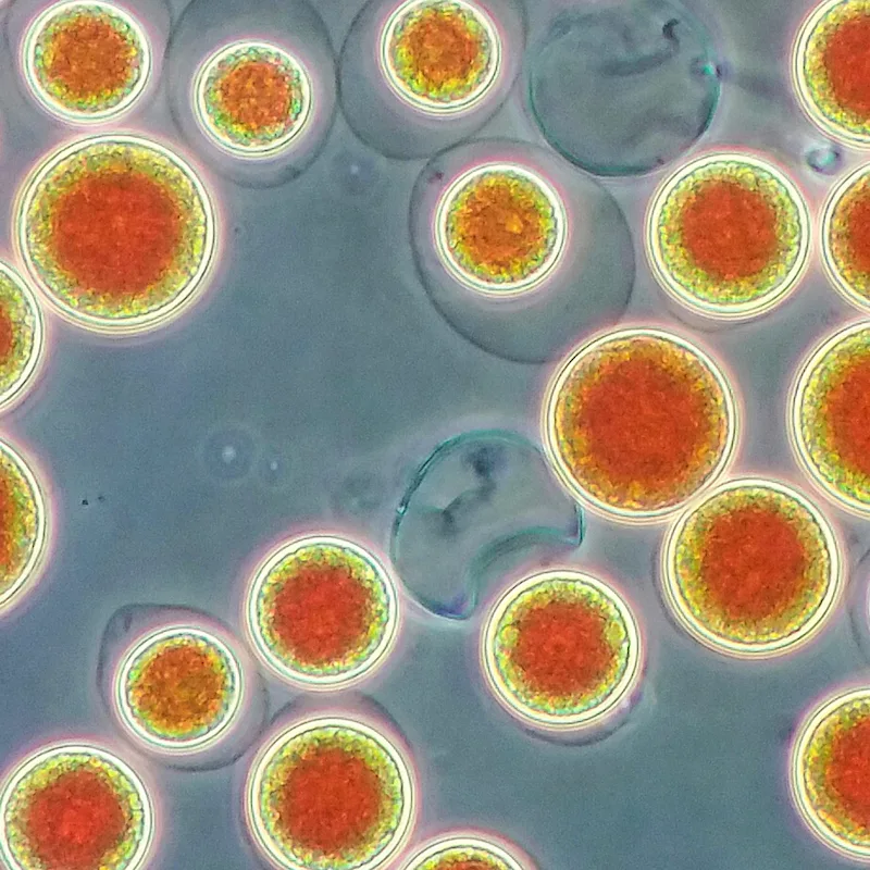 alga Haematococcus pluvialis-crvena