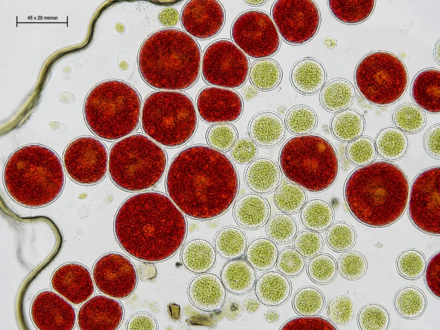 cells under microscope