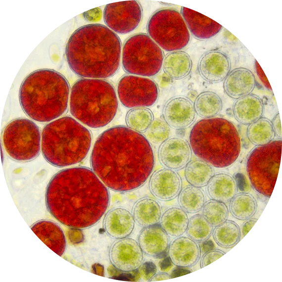 Cells under microscope