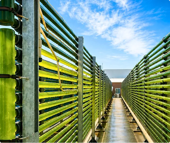 green algae-photobioreactor farm outdoor