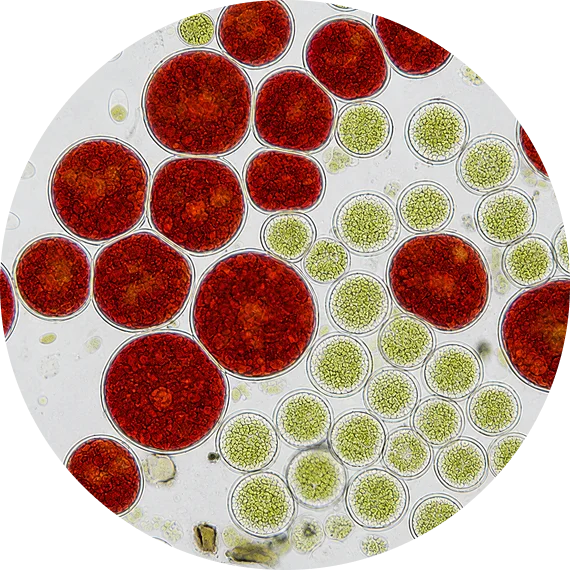 haematococcus pluvialis microscope cells